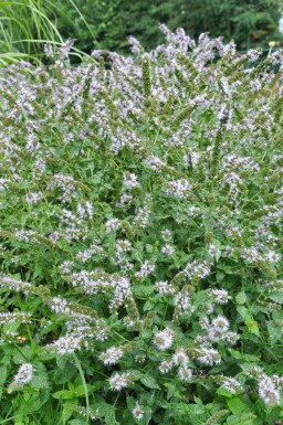 Mentha × piperita