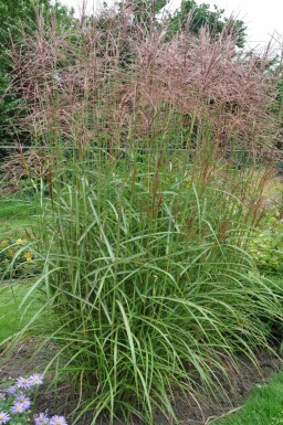 Miscanthus sinensis 'Ferner Osten' Glansmiskantus 5-10 i kruka P9