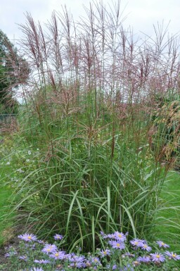 Miscanthus sinensis 'Ferner Osten' Glansmiskantus 5-10 i kruka P9