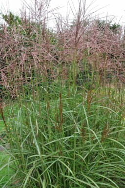 Miscanthus sinensis 'Ferner Osten' Glansmiskantus 5-10 i kruka P9