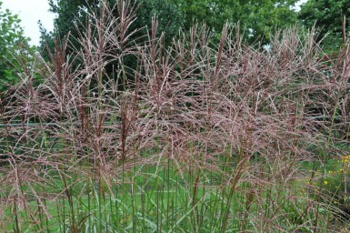 Miscanthus sinensis 'Ferner Osten' Glansmiskantus 5-10 i kruka P9