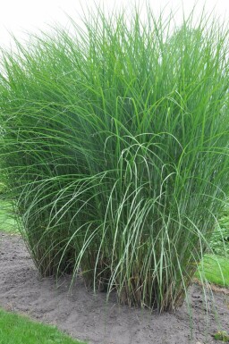 Miscanthus sinensis 'Gracillimus' Glansmiskantus 5-10 i kruka P9