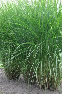 Miscanthus sinensis 'Gracillimus' Glansmiskantus 5-10 i kruka P9