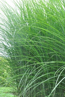 Miscanthus sinensis 'Gracillimus' Glansmiskantus 5-10 i kruka P9