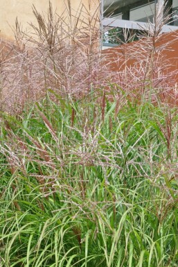 Miscanthus sinensis 'Kleine Silberspinne'