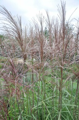 Miscanthus sinensis 'Malepartus' Glansmiskantus 5-10 i kruka P9