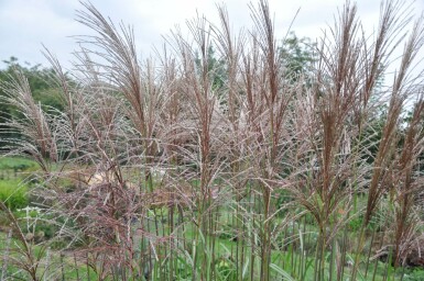 Miscanthus sinensis 'Malepartus' Glansmiskantus 5-10 i kruka P9