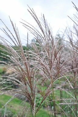 Miscanthus sinensis 'Malepartus' Glansmiskantus 5-10 i kruka P9