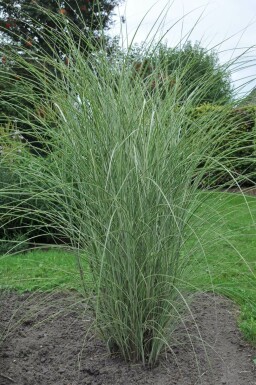 Miscanthus sinensis 'Morning Light' Glansmiskantus 5-10 i kruka P9