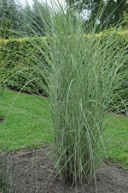 Miscanthus sinensis 'Morning Light' Glansmiskantus 5-10 i kruka P9