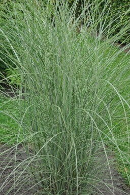 Miscanthus sinensis 'Morning Light' Glansmiskantus 5-10 i kruka P9