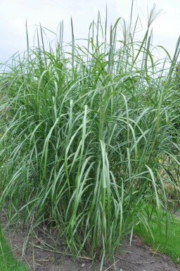 Miscanthus sinensis 'Silberfeder' Glansmiskantus 5-10 i kruka P9