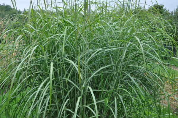 Miscanthus sinensis 'Silberfeder'