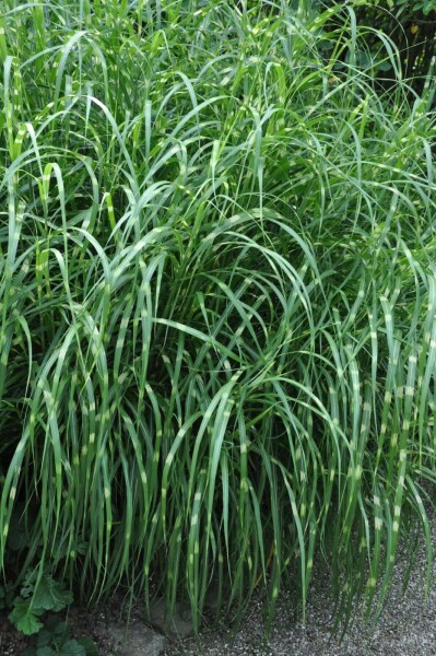 Miscanthus sinensis 'Strictus'