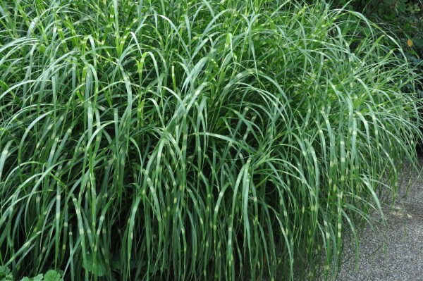 Miscanthus sinensis 'Strictus'