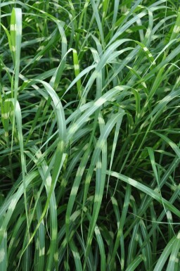 Miscanthus sinensis 'Strictus' Glansmiskantus 5-10 i kruka P9