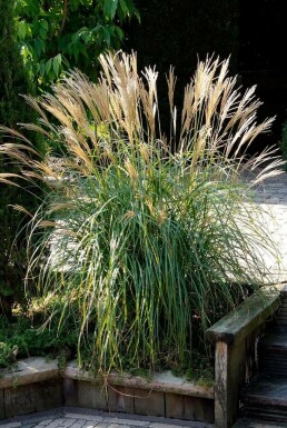 Miscanthus sinensis 'Yakushima Dwarf' Glansmiskantus 5-10 i kruka P9