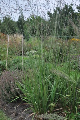 Molinia arundinacea 'Transparent' Jättetåtel 5-10 i kruka P9