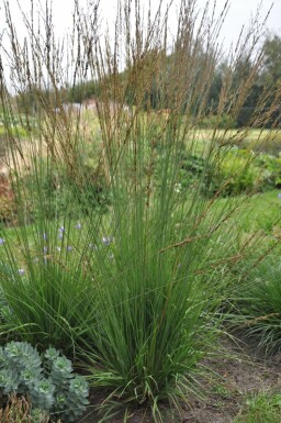 Molinia caerulea 'Heidebraut' Blåtåtel 5-10 i kruka P9