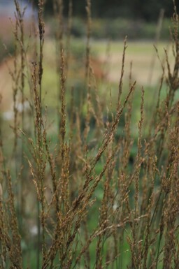 Molinia caerulea 'Heidebraut' Blåtåtel 5-10 i kruka P9