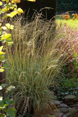 Molinia caerulea 'Variegata'