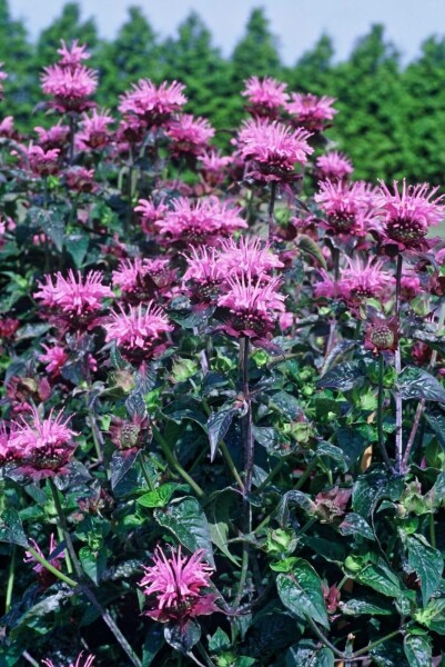 Monarda 'Beauty of Cobham'