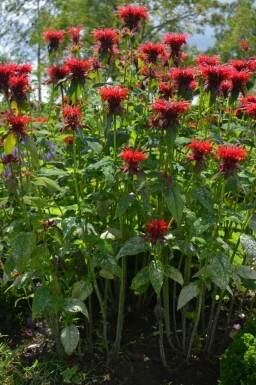 Monarda 'Cambridge Scarlet' Temyntor 5-10 i kruka P9