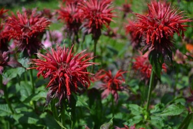 Monarda 'Cambridge Scarlet' Temyntor 5-10 i kruka P9