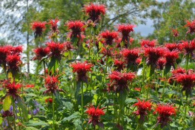 Monarda 'Cambridge Scarlet' Temyntor 5-10 i kruka P9