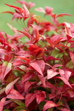 Nandina domestica 'Firepower' Nandina buske 20-30 i kruka C2