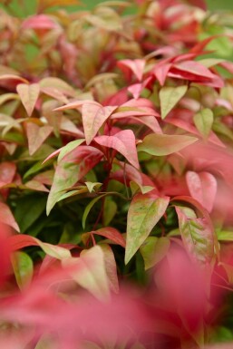 Nandina domestica 'Firepower' Nandina buske 20-30 i kruka C2