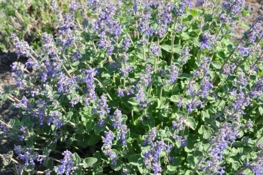 Nepeta × faassenii