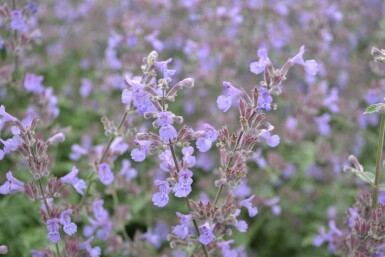 Nepeta × faassenii 'Six Hills Giant'