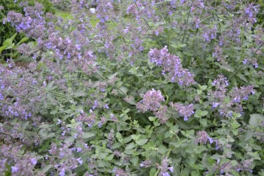 Nepeta × faassenii 'Six Hills Giant'