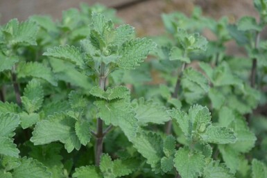 Nepeta × faassenii 'Six Hills Giant'