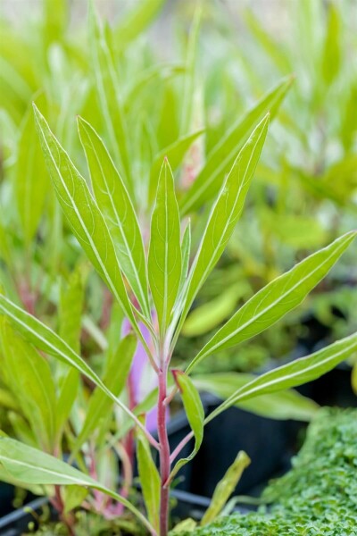 Oenothera macrocarpa