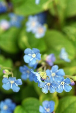 Omphalodes verna