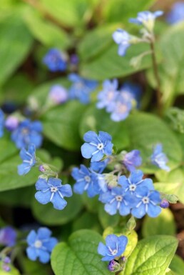 Omphalodes verna