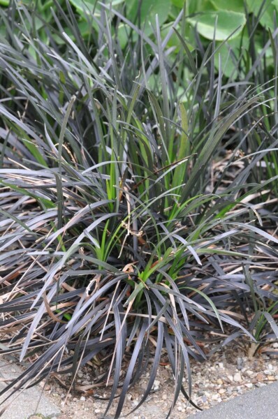 Ophiopogon planiscapus 'Niger'