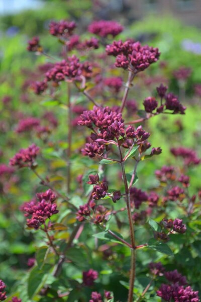 Origanum 'Rosenkuppel'