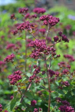 Origanum 'Rosenkuppel' Kungsmyntor 5-10 i kruka P9