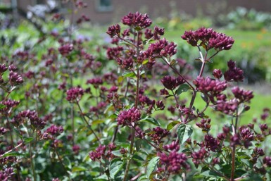 Origanum 'Rosenkuppel' Kungsmyntor 5-10 i kruka P9