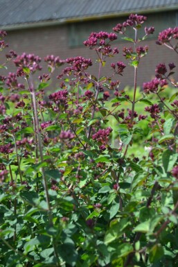 Origanum 'Rosenkuppel' Kungsmyntor 5-10 i kruka P9