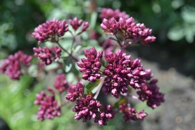 Origanum 'Rosenkuppel' Kungsmyntor 5-10 i kruka P9