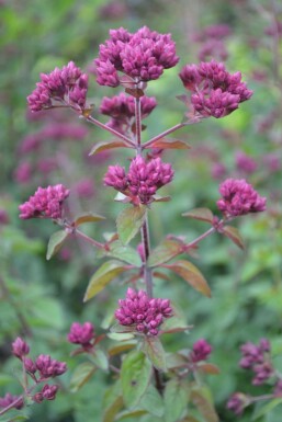 Origanum 'Rosenkuppel' Kungsmyntor 5-10 i kruka P9