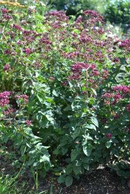 Origanum laevigatum 'Herrenhausen'