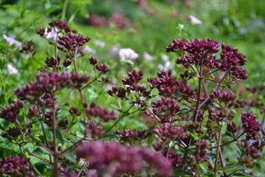 Origanum laevigatum 'Herrenhausen'