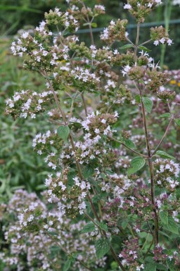 Origanum vulgare Kungsmynta 5-10 i kruka P9