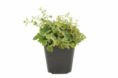 Origanum vulgare Kungsmynta 5-10 i kruka P9