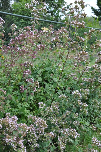 Origanum vulgare